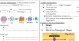 Cellular Respiration Guided Notes