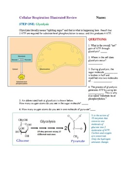 Preview of Cellular Respiration Illustrated Review