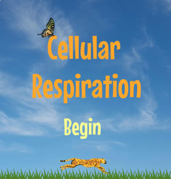 Preview of Cellular Respiration Interactive + Google Form: NO PREP