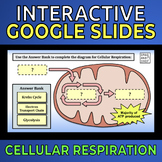 Cellular Respiration -- Interactive Google Slides (Glycoly