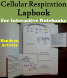 Cellular Respiration Interactive Notebook Foldable Activity