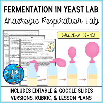 Preview of Cellular Respiration Lab - Anaerobic Respiration in Yeast Fermentation Lab