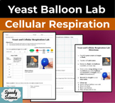 Cellular Respiration Lab - Yeast, Sugar & Balloon Activity