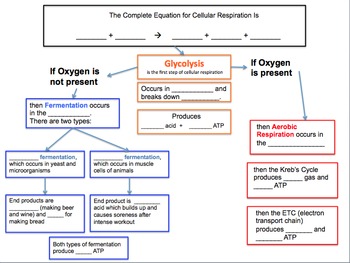 Cellular Respiration Label Diagrams and Graphic Organizer by TheSciTeacher