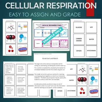 Preview of Cellular Respiration (Mitochondria, Glucose, ATP) Sort & Match STATIONS Activity