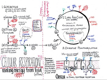 Preview of Cellular Respiration Notes Handout (in color)
