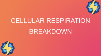 Preview of Cellular Respiration Notes - Slides