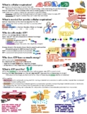 Aerobic Cellular Respiration, Fermentation, Notes / Study Guide