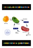 Cellular Respiration Overview & Questions