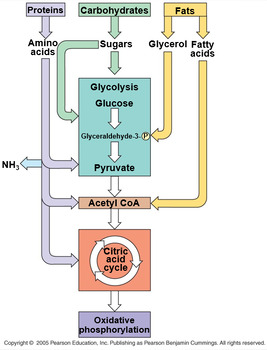 Preview of Cellular Respiration Pathways