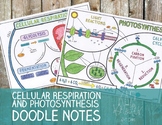 Cellular Respiration & Photosynthesis Doodle Notes Bundle