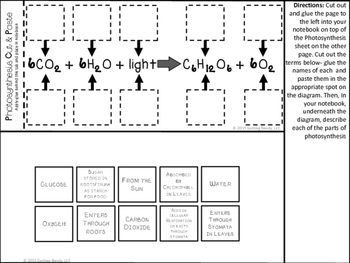 Science Interactive Notebook Respiration And Photosynthesis Tpt