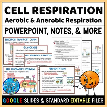 Preview of Cellular Respiration PowerPoint, Notes, Questions, and Kahoot