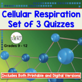 Cellular Respiration Quiz Set