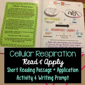 Preview of Cellular Respiration Read and Apply Interactive Notebook {NGSS MS-LS1-7}