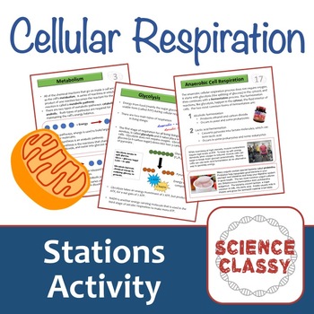 Preview of Cellular Respiration Stations Activity
