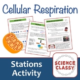 Cellular Respiration Stations Activity