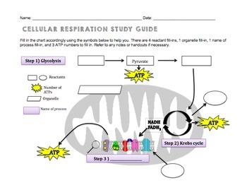 biology case study cellular respiration