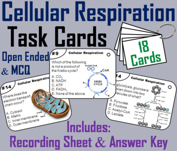 Preview of Cellular Respiration Task Cards Activity
