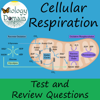 Cellular Respiration Test and Review Questions with Answer Keys | TPT