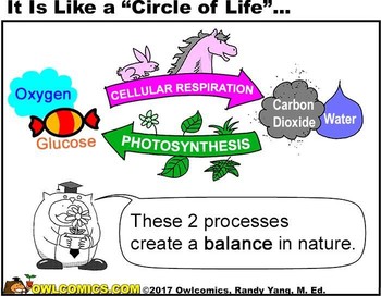 Preview of Cellular Respiration VS. Photosynthesis (Compare & Contrast)