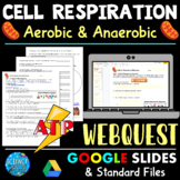 Cell Respiration Webquest - Cellular Respiration Webquest