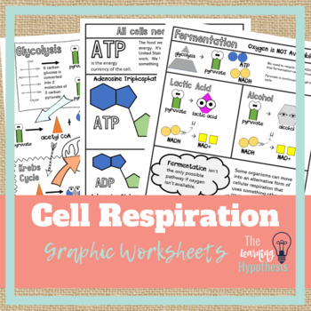 Preview of Cellular Respiration Worksheets.  Digital & Print.  Distance Learning.
