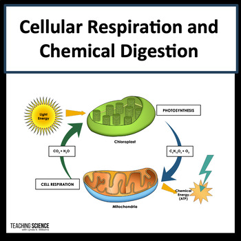 Preview of Cellular Respiration Cycling of Energy Chemical Reactions in Digestion MS-LS1-7