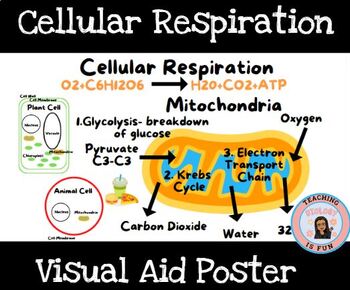 Preview of Cellular Respiration Mitochondria Poster Visual Aid