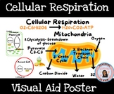 Cellular Respiration Mitochondria Poster Visual Aid
