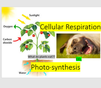 Preview of Cellular Respiration and Photosynthesis