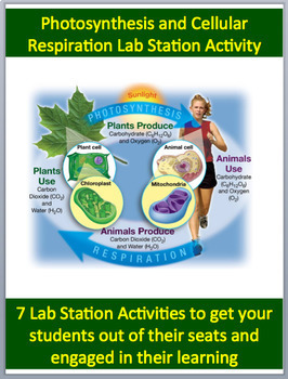 Preview of Cellular Respiration and Photosynthesis - 7 Engaging Lab Station Activities