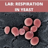 Cellular Respiration in Yeast-Fermentation Lab