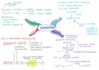 Preview of Cellular Respiration mind map