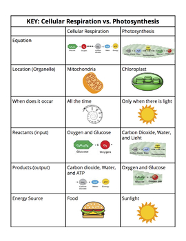 Preview of Cellular Respiration vs. Photosynthesis Cut and Paste Chart