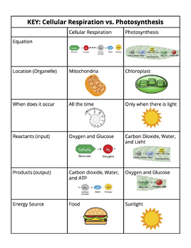 photosynthesis and cellular respiration diagram