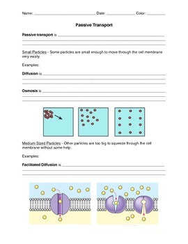 Cellular Transport Pack by Miss Frizz's Science Shop | TPT