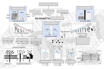 Preview of Cellular Transport - Word Wall (poster 36x24)