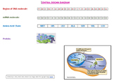 Central Dogma (Protein Synthesis) Exploration and Follow-up