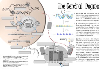 Preview of Central Dogma Word Wall (36x24)