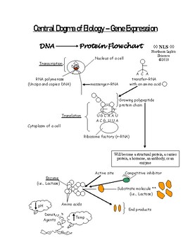 Protein Synthesis Flow Chart Biology