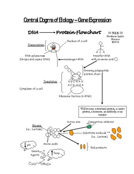 Protein Synthesis Flow Chart Diagram Siaya County