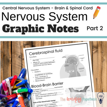 Preview of Central Nervous System Worksheets. Brain and Spinal Cord.