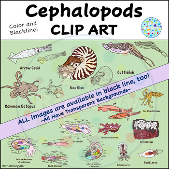 Preview of Cephalopod Octopus Squid Cuttlefish Clip Art