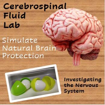 Preview of Cerebrospinal Fluid Lab - How Your Body Protects Your Brain From Injury