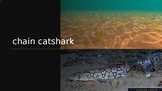 Chain Catshark or Chain Dogfish