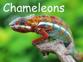 Chameleons Non Fiction PP 