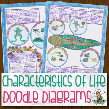 Preview of Characteristics of Life Biology Doodle Diagram