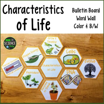 Preview of Characteristics of Life: Room Decor, Word Wall: Honeycomb Pattern