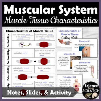Preview of Muscle Tissue Characteristics Doodle Notes and Activity | Muscular System Unit
